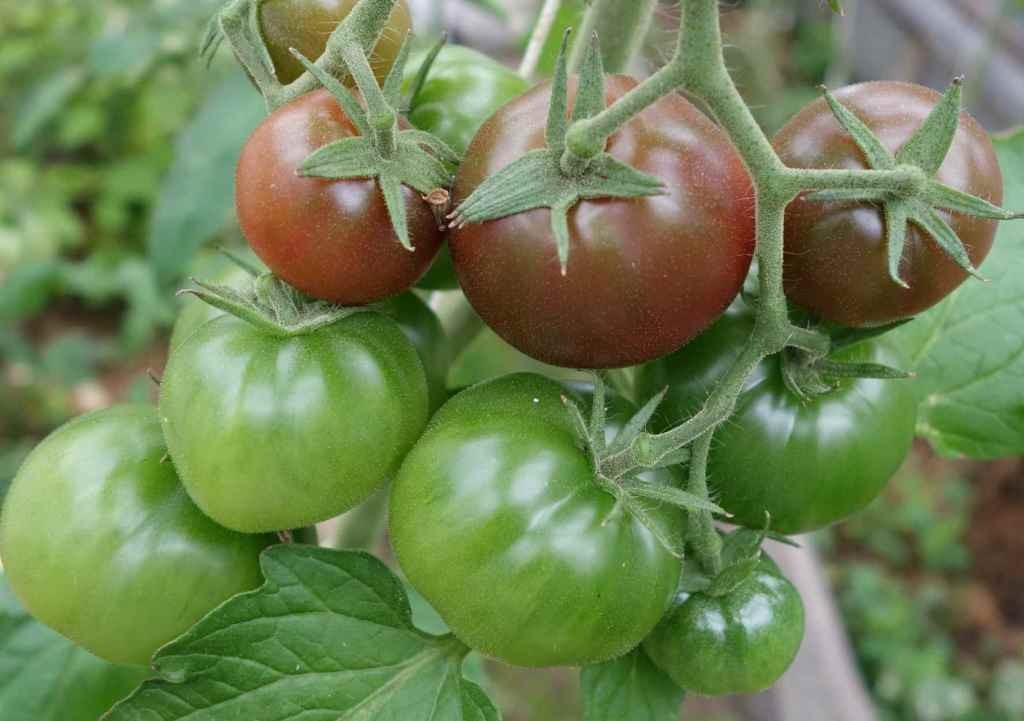 Сорт помидоров Казачка