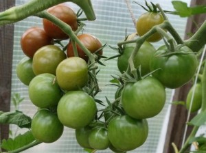  помидоры сорта казачка