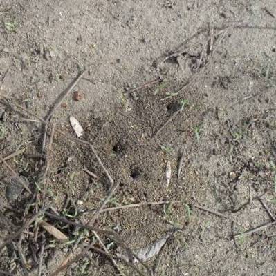  муравьи построили в почве муравейник