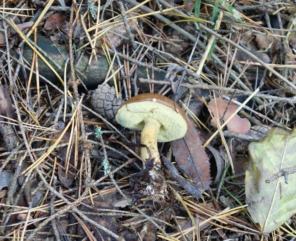 польский гриб, фото и описание