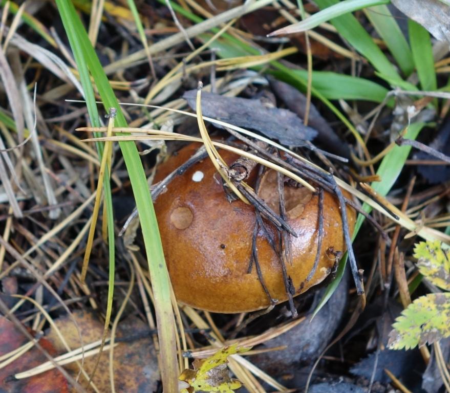польский гриб - фото и описание 4