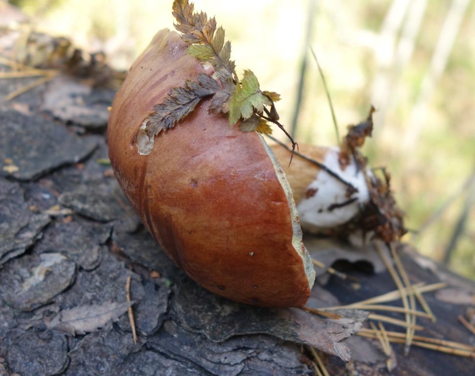 польский гриб - фото и описание 8