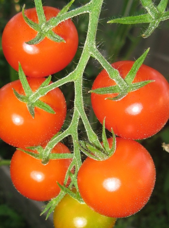 Сорта помидоров с фото и описанием4
