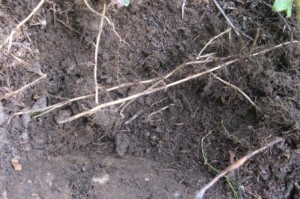 как проверить кислотность почвы 9