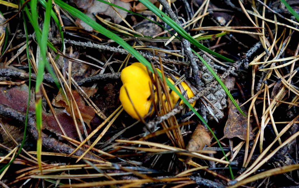 лесной гриб лисичка